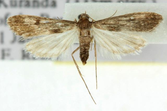 Araeomorpha diplopa
