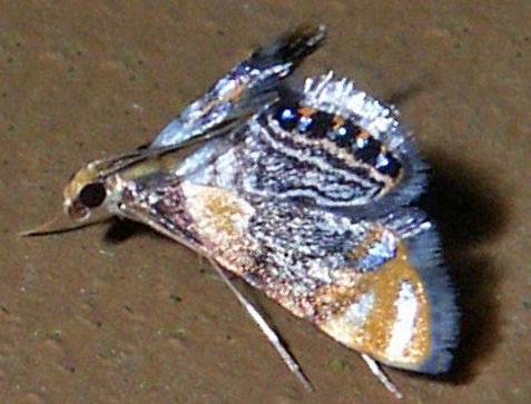 Nymphicula queenslandica