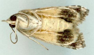 Sarrothripa baeopis