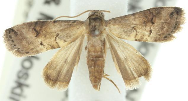 Ecnomia hesychima