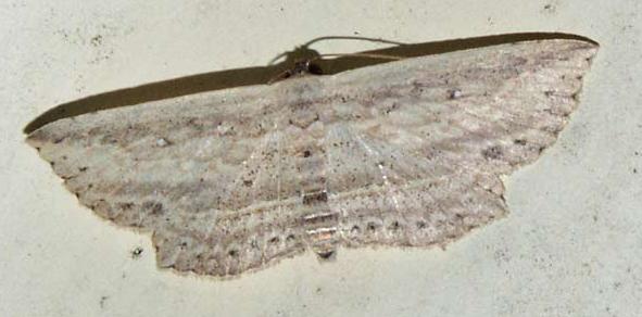 Hyposada hydrocampata