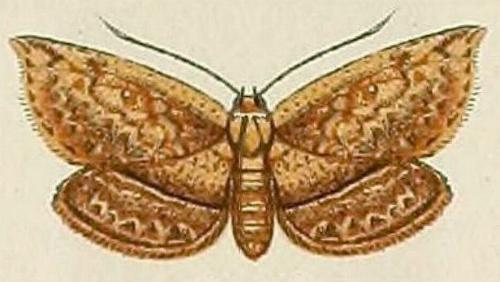 Hyposada hydrocampata
