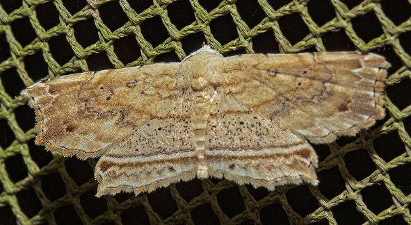 Hyposada hydrocampata