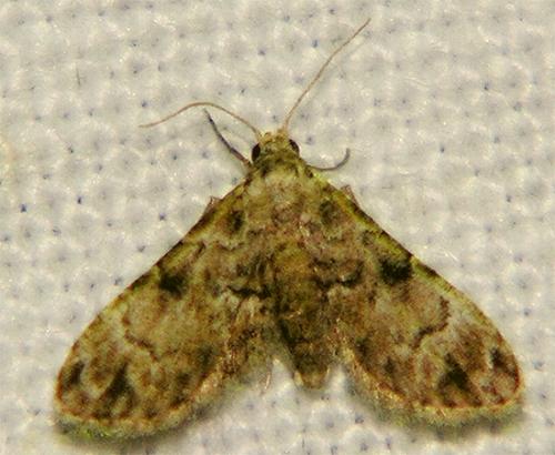 Trissernis prasinoscia