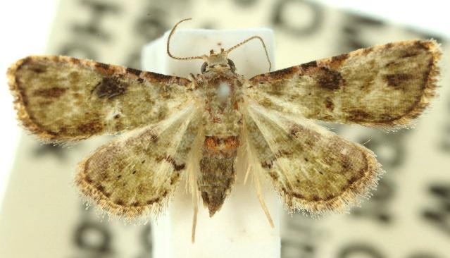 Trissernis prasinoscia