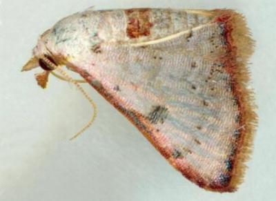 Enispa rhodopleura