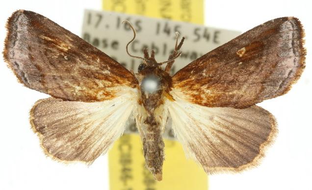 Eugatha thermochroa
