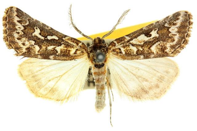 Eremochroa lunata