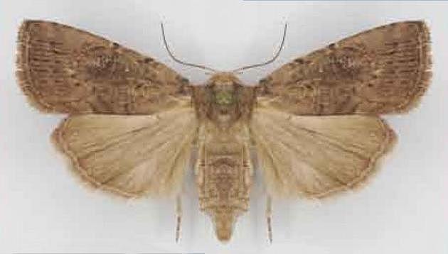 Proteuxoa nyctereutica
