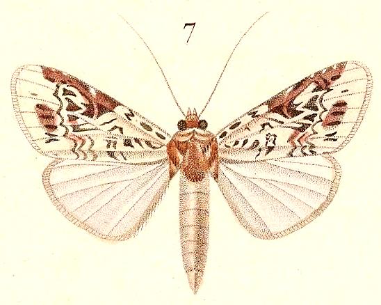 Spodoptera picta