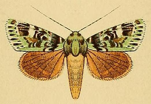 Pachythrix smaragdistis