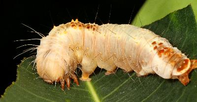 Agape chloropyga larva