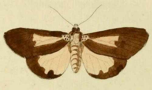 Asota heliconia