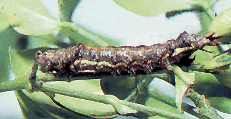 Digama marmorea larva