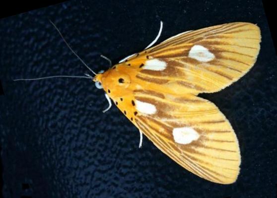 Asota orbona