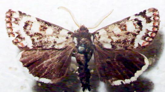 Cremnophora angasii