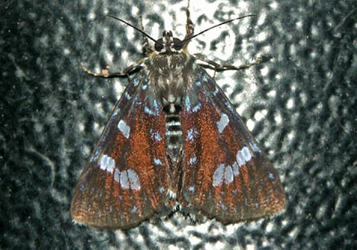 Argyrolepidia fractus