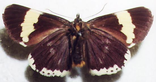 Eutrichopidia latinus