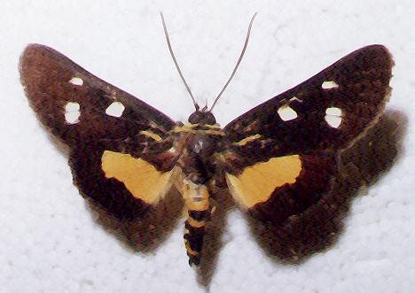 Burgena varia