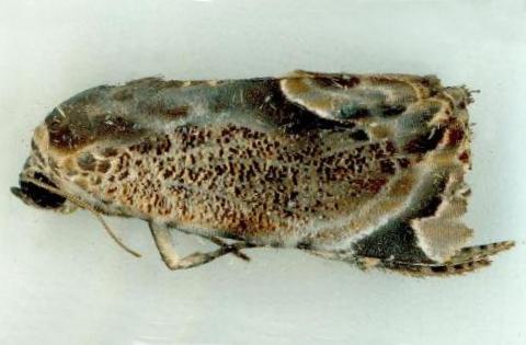 Musothyma cyanastis
