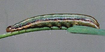 Spodoptera mauritia