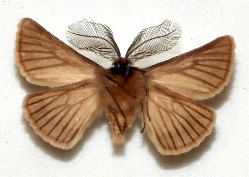 Pterolocera amplicornis
