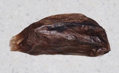 Anthela excellens