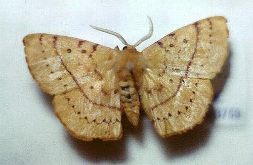 Anthela repleta