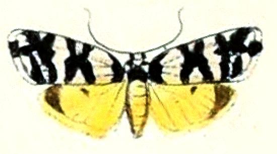 Thallarcha albicollis