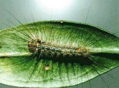 Schistophleps albida larva