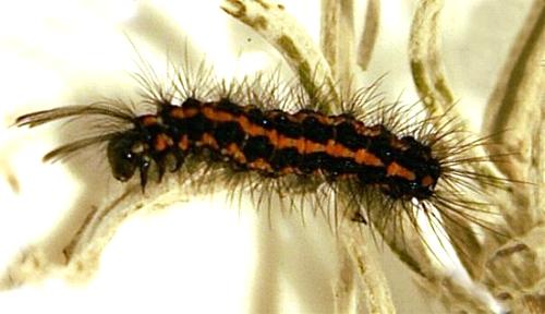 Nyctemera amicus larva