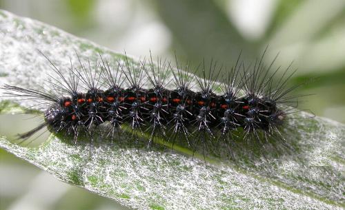 Nyctemera amicus larva