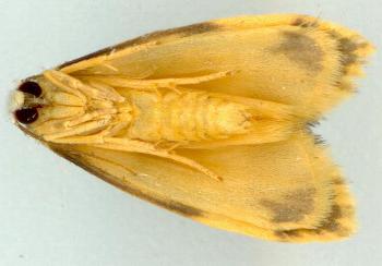 Philenora aspectalella