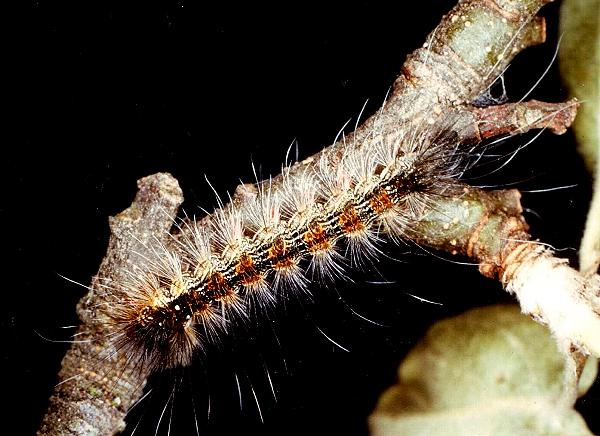 Palaeosia bicosta larva
