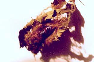 Spilosoma canescens pupa