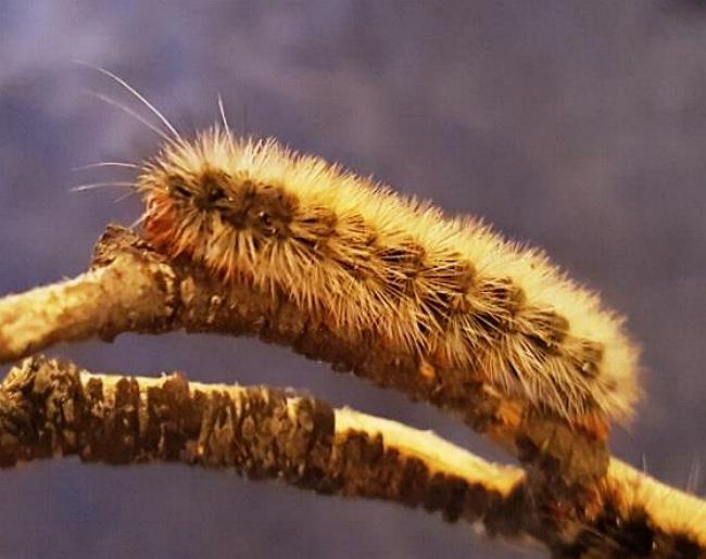 Ardices glatignyi caterpillar