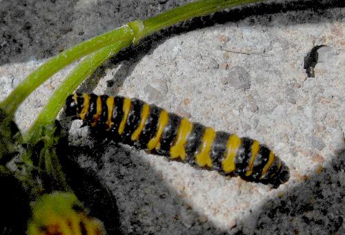 Tyria jacobaeae larva