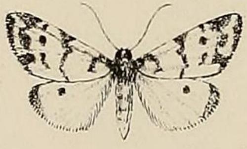 Thallarcha jocularis