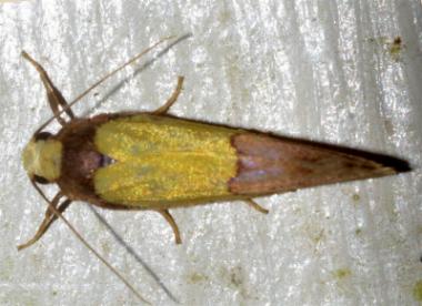 Chrysomesia lophoptera