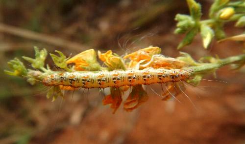 Utetheisa lotrix caterpillar