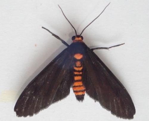 Pseudophanes melanoptera