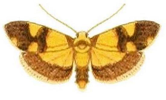 Philenora placochrysa