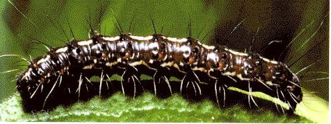 Utetheisa pulchelloides larva