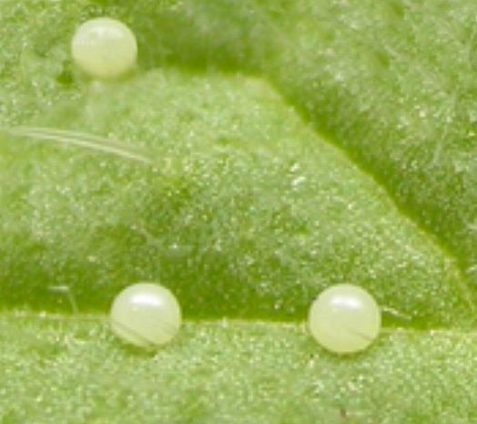 Utetheisa pulchelloides