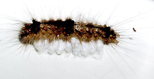 Brunia replana parasites