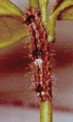 Brunia replana larva