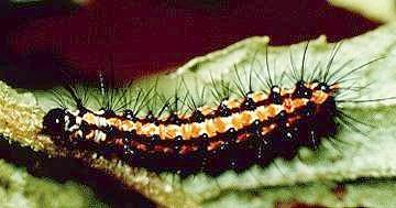 Nyctemera secundiana larva