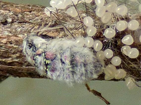 Anestia semiochrea female and eggs