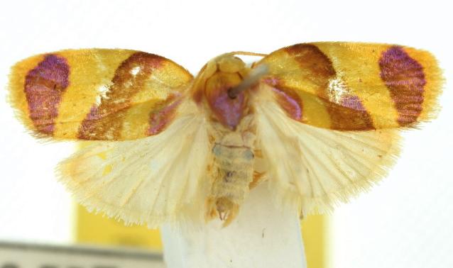 Parascaptia trifasciata