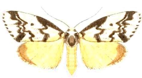 Philenora undulosa